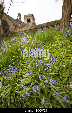 UK Cheshire Mobberley Glockenblumen außerhalb St. Wilfrids Kirche Stockfoto