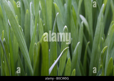 Nahaufnahme von Weizenkeimblätter Stockfoto