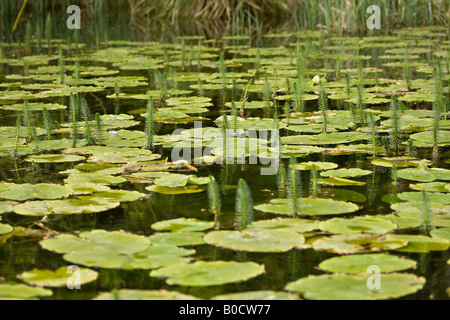 Frisches Wachstum auf den Lilienpolstern (Nymphaeaceae) im Frühling in West Sussex, England, Großbritannien Stockfoto