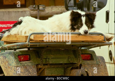 Schäferhund auf der Rückseite von einem Quad-bike Stockfoto