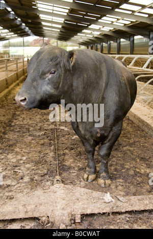 Black Bull in einer Scheune Hampshire England Stockfoto