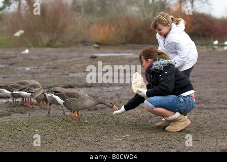 Zwei junge Mädchen, die Fütterung Graugans - Anser Anser - Slimbridge Gloustershire WWT Stockfoto