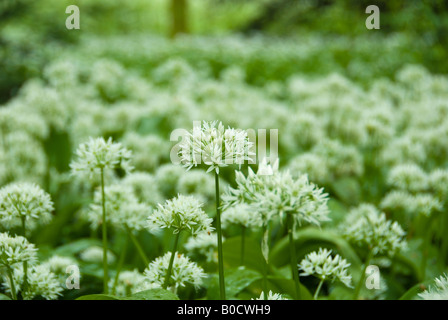 Wildwachsenden Knoblauch in gefleckten Wald Allium ursinium Stockfoto