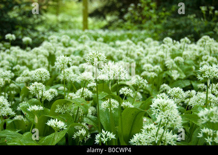 Wildwachsenden Knoblauch in gefleckten Wald Allium ursinium Stockfoto