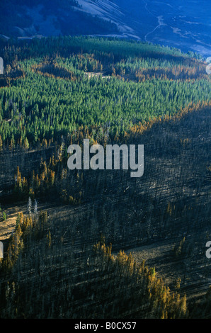 Luftaufnahme von Nachwirkungen des Waldes Feuer der Brände 1988 Yellowstone-Nationalpark, Wyoming und Montana USA Stockfoto