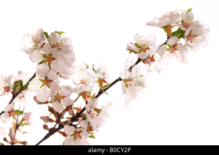 Zweig mit rosa Kirschblüten isoliert auf weißem Hintergrund Stockfoto