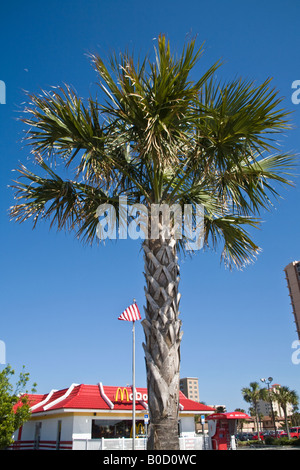 Eine Kohl-Palme vor ein McDonald's Restaurant, Jacksonville, Florida, USA. Stockfoto