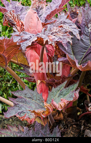 Rheum Palmatum Atrosanguineum - Chinesischer Rhabarber Stockfoto