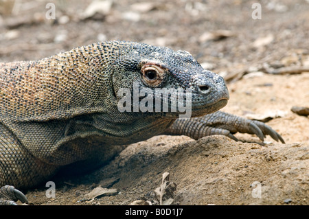 Komodowaran: Varanus komodoensis Stockfoto