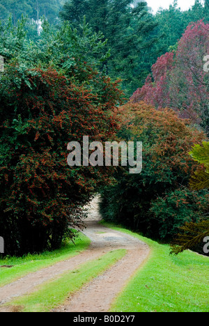 Straße in schönen üppigen Herbst Bäume in der Landschaft. Stockfoto