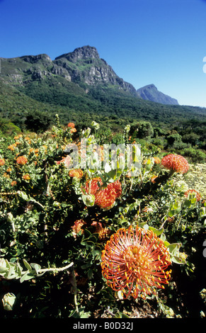 Kapstadt, Südafrika, schöne Landschaft, Blumen, Pflanzen, Gärten, Pincushion Protea, Leucospernum cordifolium im Botanischen Garten Kirstenbosch Stockfoto