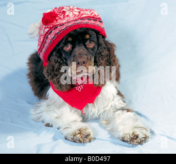 Ein amerikanischer Cockerspaniel Hund gekleidet in eine Wollmütze und einen Schal Stockfoto
