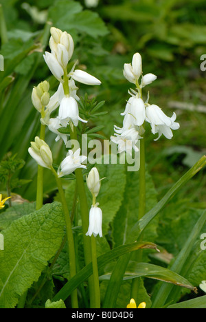 Eine weiße eingebürgert spanischen Glockenblumen Hyacinthoides Hispanica Blume in einem Devon-Holz Stockfoto