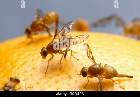 Mexikanische Fruchtfliegen Stockfoto