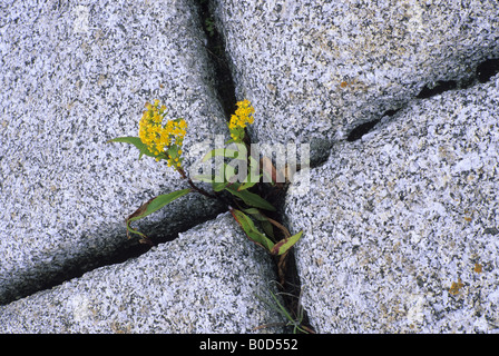 Blumen Sie wachsen aus Rissen in einem Rock, Nova Scotia, Kanada. Stockfoto