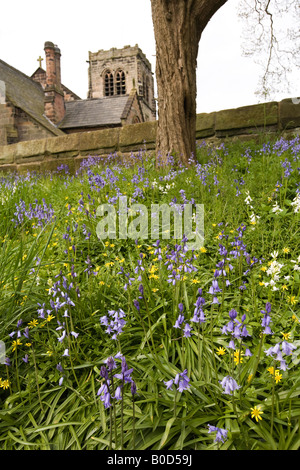 UK Cheshire Mobberley Glockenblumen außerhalb St. Wilfrids Kirche Stockfoto