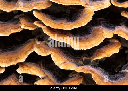 Nahaufnahme von pilzartiges Wachstum auf Baumstumpf. Stockfoto