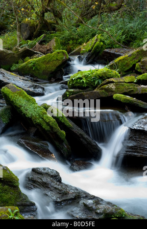 Schöner Strahl des Wassers über Moos bedeckt Felsen - Graskop Mpumalanga Stockfoto