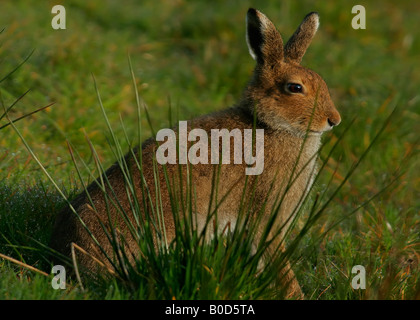 Irische oder Schneehase. Stockfoto