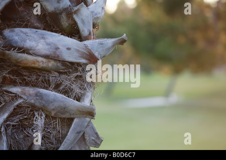 Palm-Baumstamm Stockfoto