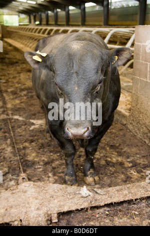 Black Bull in einer Scheune Hampshire England. Stockfoto