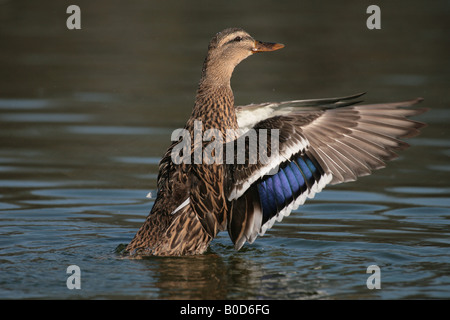 Weibliche Stockente erstreckt sich seine Flügel Stockfoto