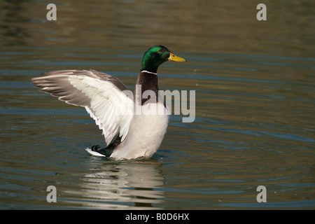 Männliche Stockente erstreckt sich seine Flügel Stockfoto