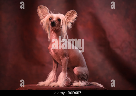 Chinesischer Schopfhund Stockfoto