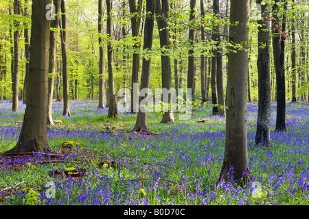 Bluebell Wälder in Micheldever Holz Hampshire England Stockfoto