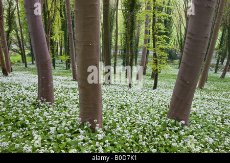 Bärlauch (Allium Ursinum) wächst in einem Waldgebiet Winterbourne Abbas Dorset-England Stockfoto