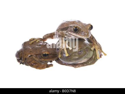 Drei Laubfrösche in einem Haufen isoliert auf weißem Hintergrund Stockfoto