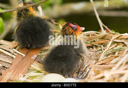 Nahaufnahme eines Paares von Babykouts (Fulica atra) auf dem Gelege im Frühling mit einigen noch ungeschlüpften Eiern Stockfoto