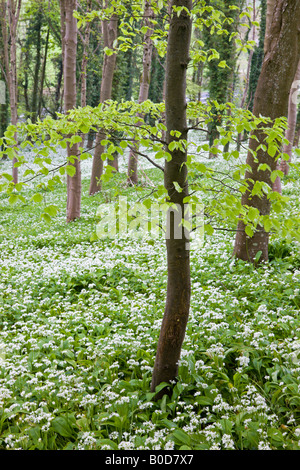Bärlauch (Allium Ursinum) wächst in einem Waldgebiet Winterbourne Abbas Dorset-England Stockfoto
