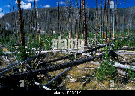 Lodgepole Pine Pinus contorta Säge und Sämlinge nach Waldbrand Yellowstone NP Wyoming USA 1989, von Dembinsky Photo Assoc Stockfoto