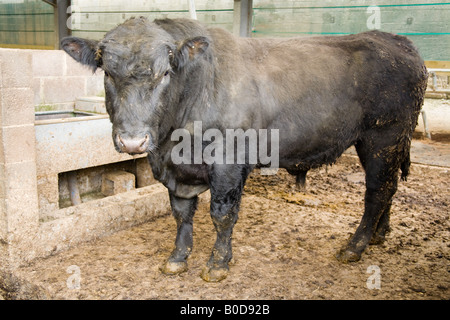 Black Bull in einer Scheune Hampshire England Stockfoto