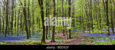 Bluebell Wälder in Micheldever Holz Hampshire England Stockfoto