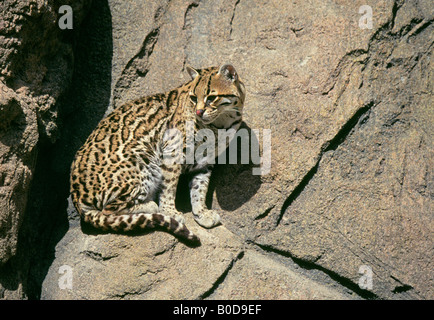 Ozelot pardalis Pardalis auch bekannt als die gemalt Leopard McKenney s Wildcat oder Manigordo Stockfoto