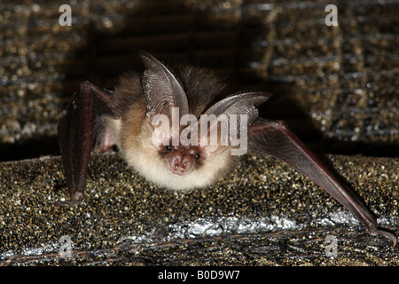 Lange Eared Hieb Stockfoto