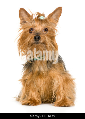 Yorkshire Terrier 8 Jahre vor einem weißen Hintergrund Stockfoto