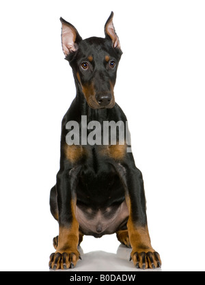 Dobermann vor einem weißen Hintergrund Stockfoto