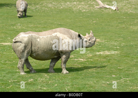 Spitzmaul-Nashorn im Port Lympne, Kent, England Stockfoto