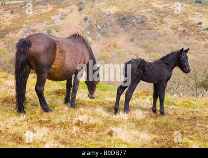 Dartmoor-Ponys, Stute und Fohlen Stockfoto