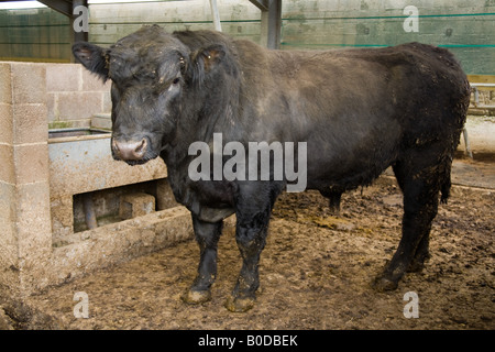 Black Bull in einer Scheune Hampshire England Stockfoto