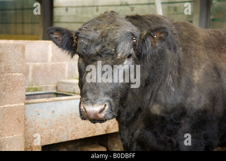 Black Bull in einer Scheune Hampshire England Stockfoto