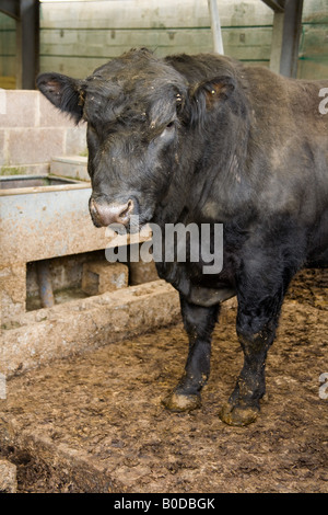 Black Bull in einer Scheune Hampshire England Stockfoto