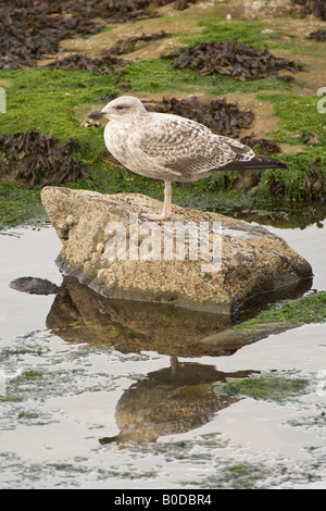 Juvenile Silbermöwe auf Felsen mit Reflexion Stockfoto