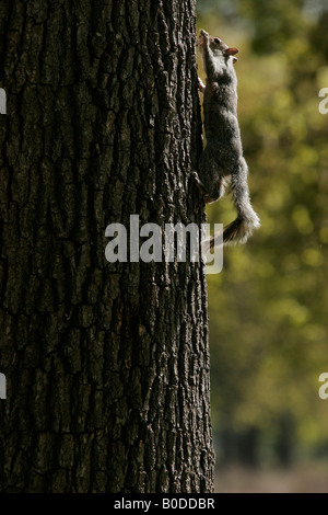 Eichhörnchen Sie in einem Park. Parco di Stupinigi, Turin, Italien. Stockfoto