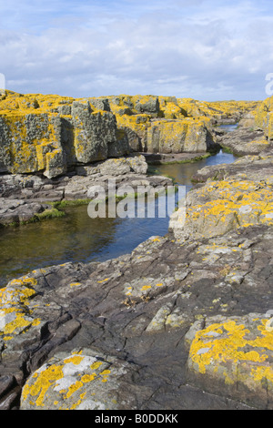 Rockpool auf Longstone Insel umgeben von Flechten bedeckt vulkanische Eruptivgestein Farne Islands Northumberland UK Stockfoto