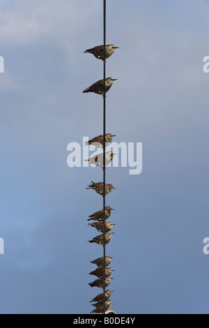 Eine Gruppe von europäischen Stare Sturnus Vulgaris thront auf einem Kabel Stockfoto