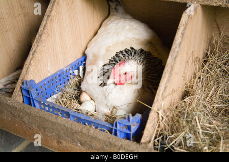 Broody Huhn auf Eiern in und Eierbox Hattingley Hampshire England Stockfoto